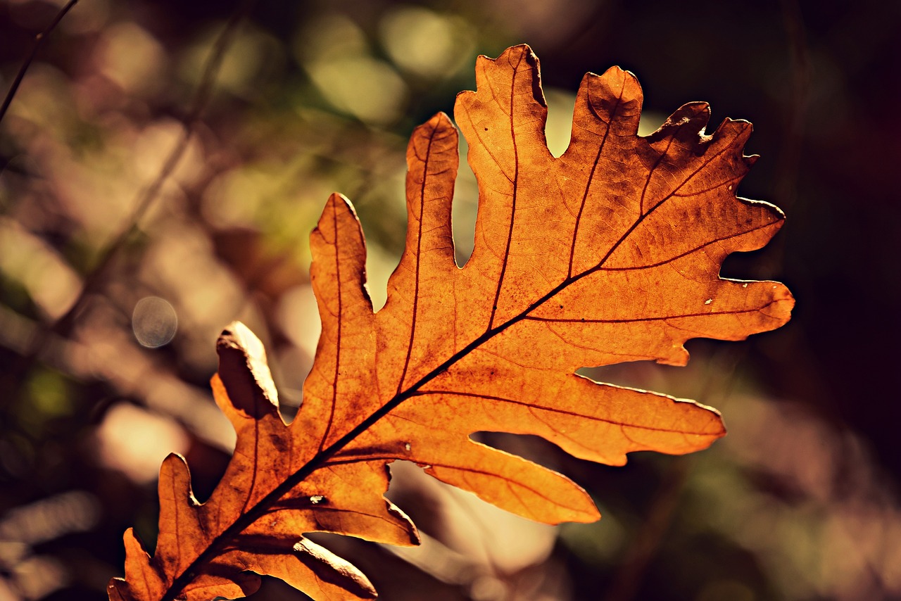 A Guide to Understanding Wood Grain Patterns